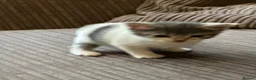 Mixed Breed cats for sale: Mixed breed kittens  - Advert 14