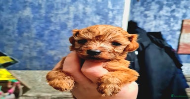 Cockapoo dogs - Advert 8