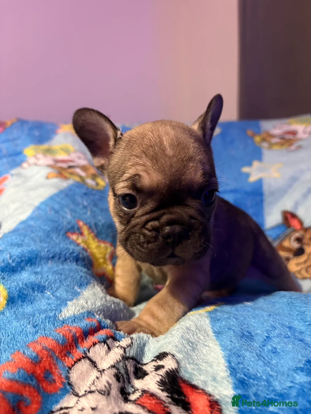 French Bulldog dogs for sale: French Bulldog Puppies - Advert 29