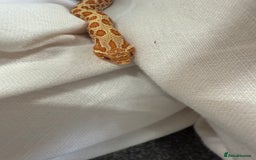 Snake reptiles for sale: CB24 Male Albino Western Hognose - Image 4