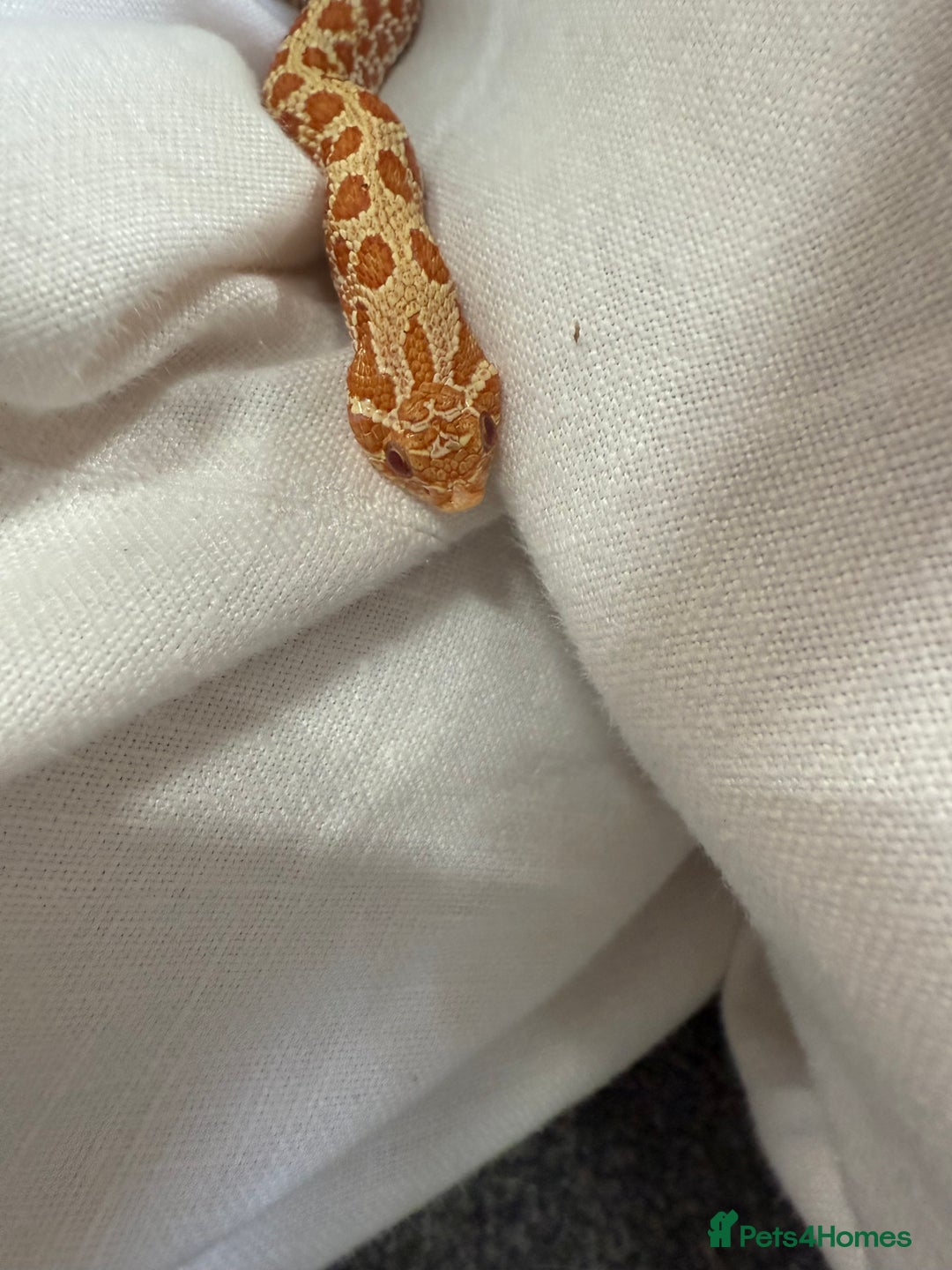 Snake reptiles for sale: CB24 Male Albino Western Hognose - Image 4