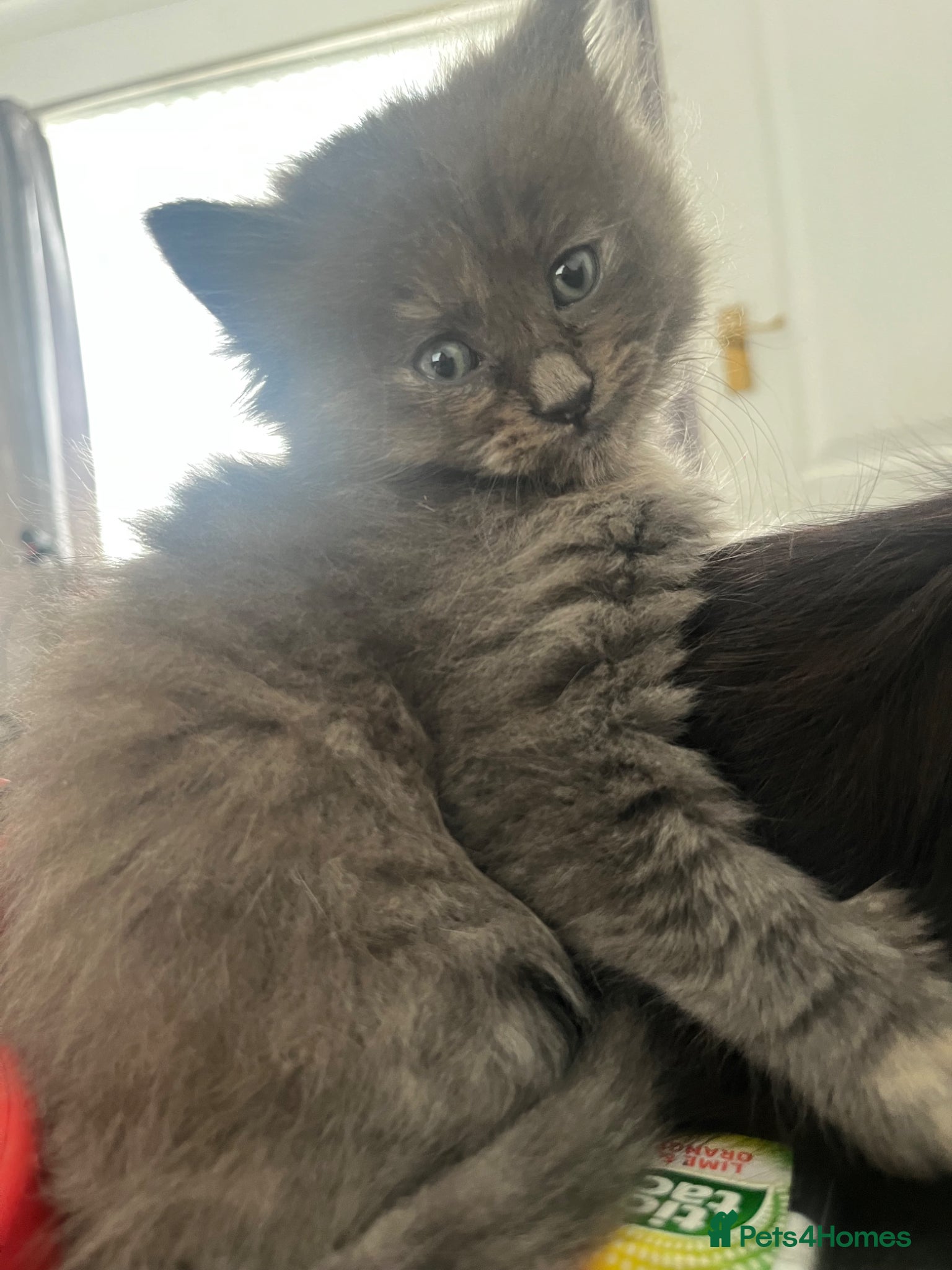Mixed Breed cats Unreal babies  - Advert 2