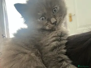 Mixed Breed cats Unreal babies - Advert 10