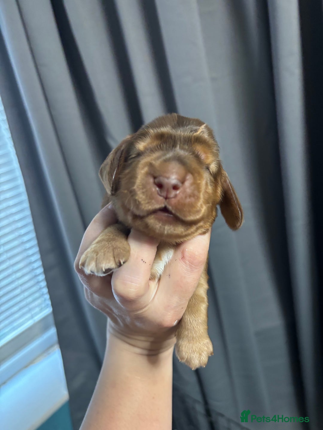 Cocker Spaniel dogs for sale: KC & HEALTH TESTED CHOC SABLE PUPS - Image 11