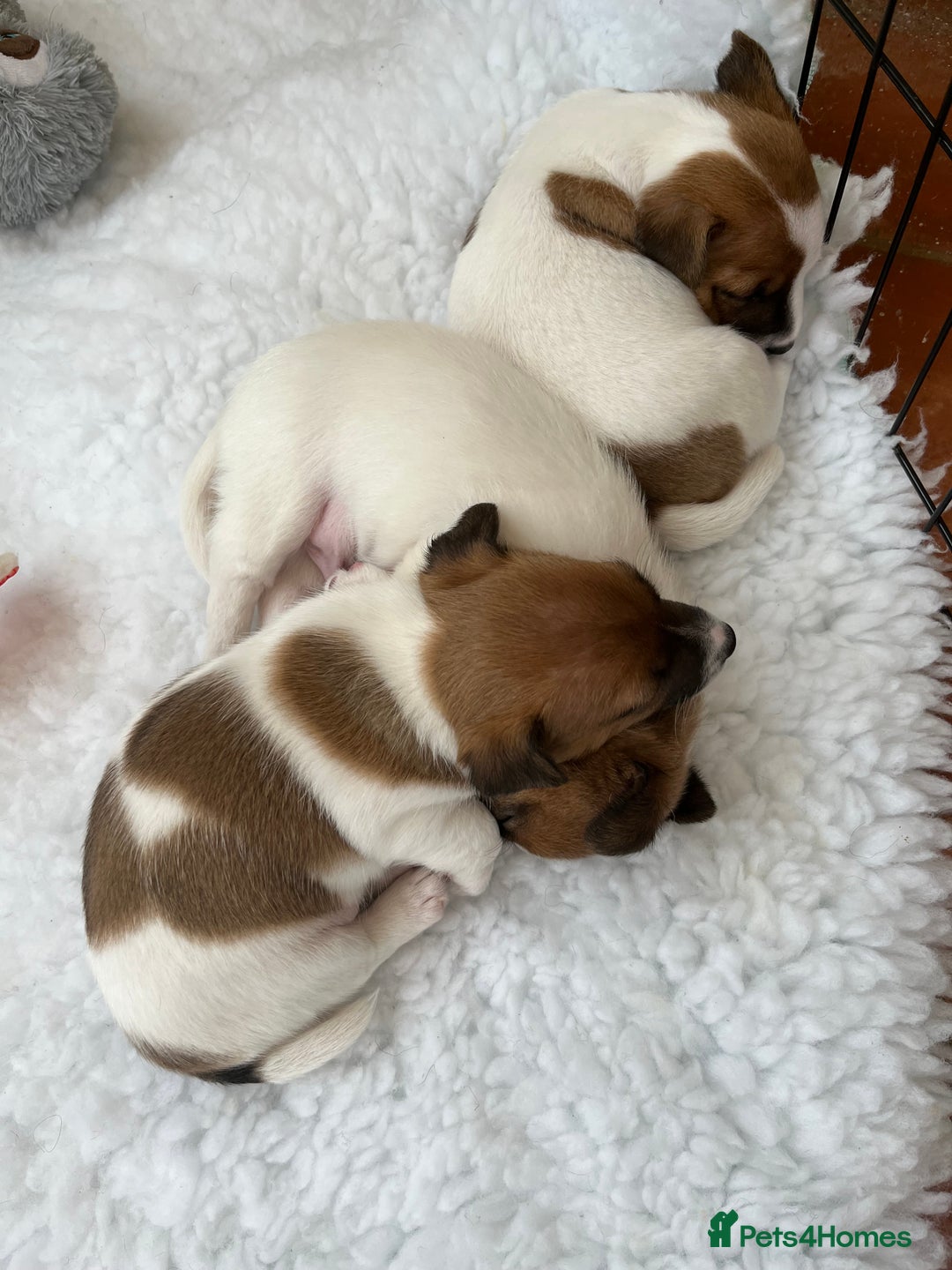 Jack Russell dogs for sale: Archie - Image 2