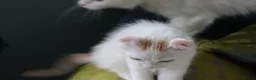 American Curl cats for sale: Beautiful, playful Rare American Curl Kittens - Advert 33