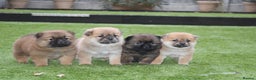 Chow Chow dogs for sale: 🐾Chow chow cross Japanese chin 🐾 - Advert 14