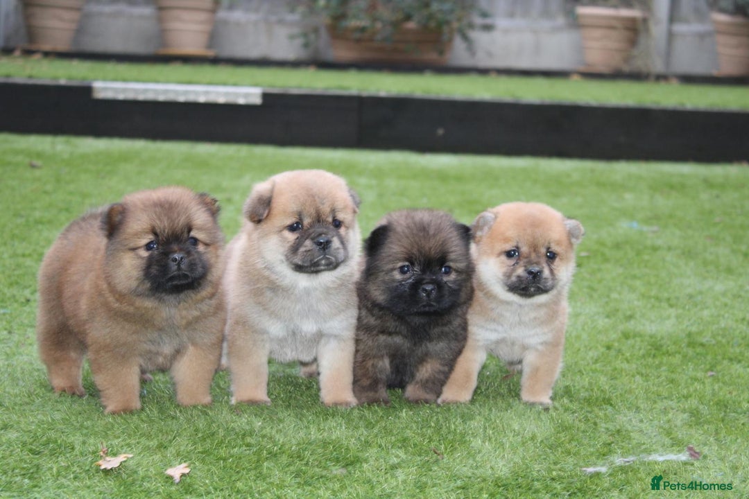 Chow Chow dogs for sale: 🐾Chow chow cross Japanese chin 🐾 - Advert 14