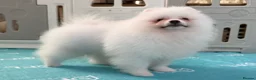 Pomeranian dogs for sale: Tiny White snow Pomeranian Puppies  - Advert 37