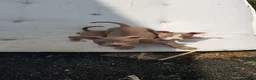 American Bully dogs for sale: Female American pocket bully puppy - Advert 9