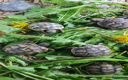Tortoise reptiles for sale: Beautiful Baby Spur Thigh Tortoises  - Image 10