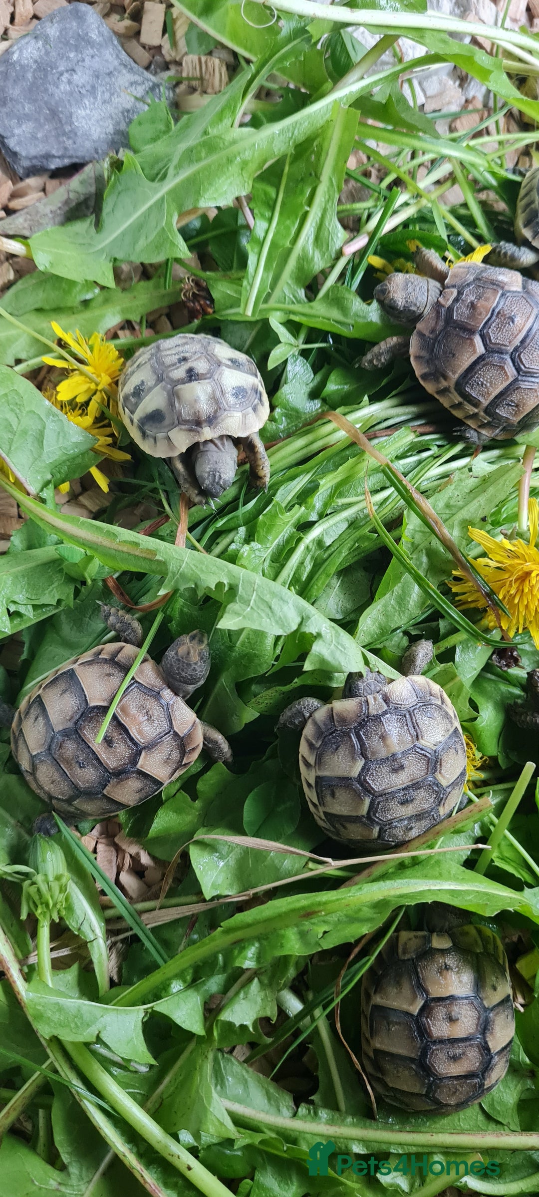 Tortoise reptiles for sale: Beautiful Baby Spur Thigh Tortoises  - Image 10