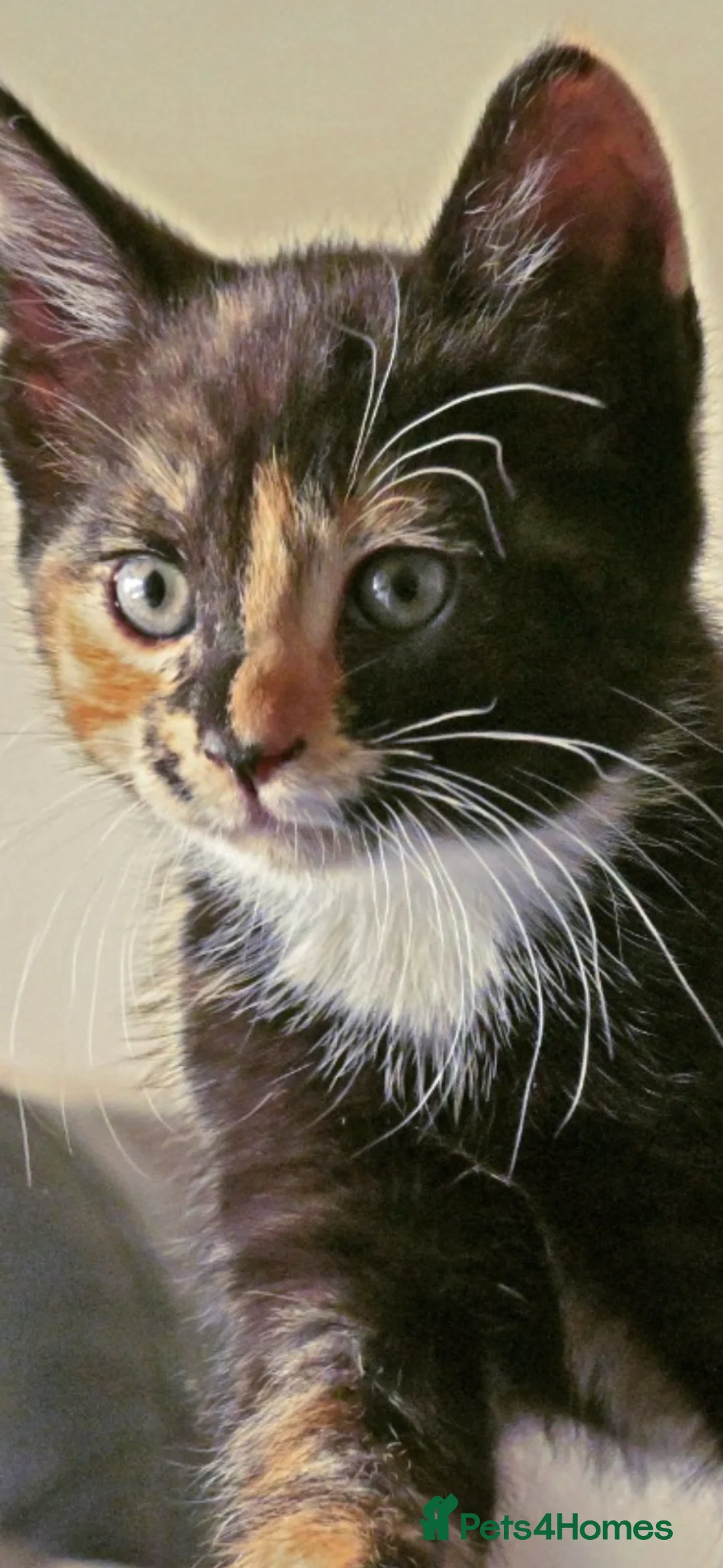 Mixed Breed cats for sale: Kitten looking for new home  in Gloucester - Advert 2