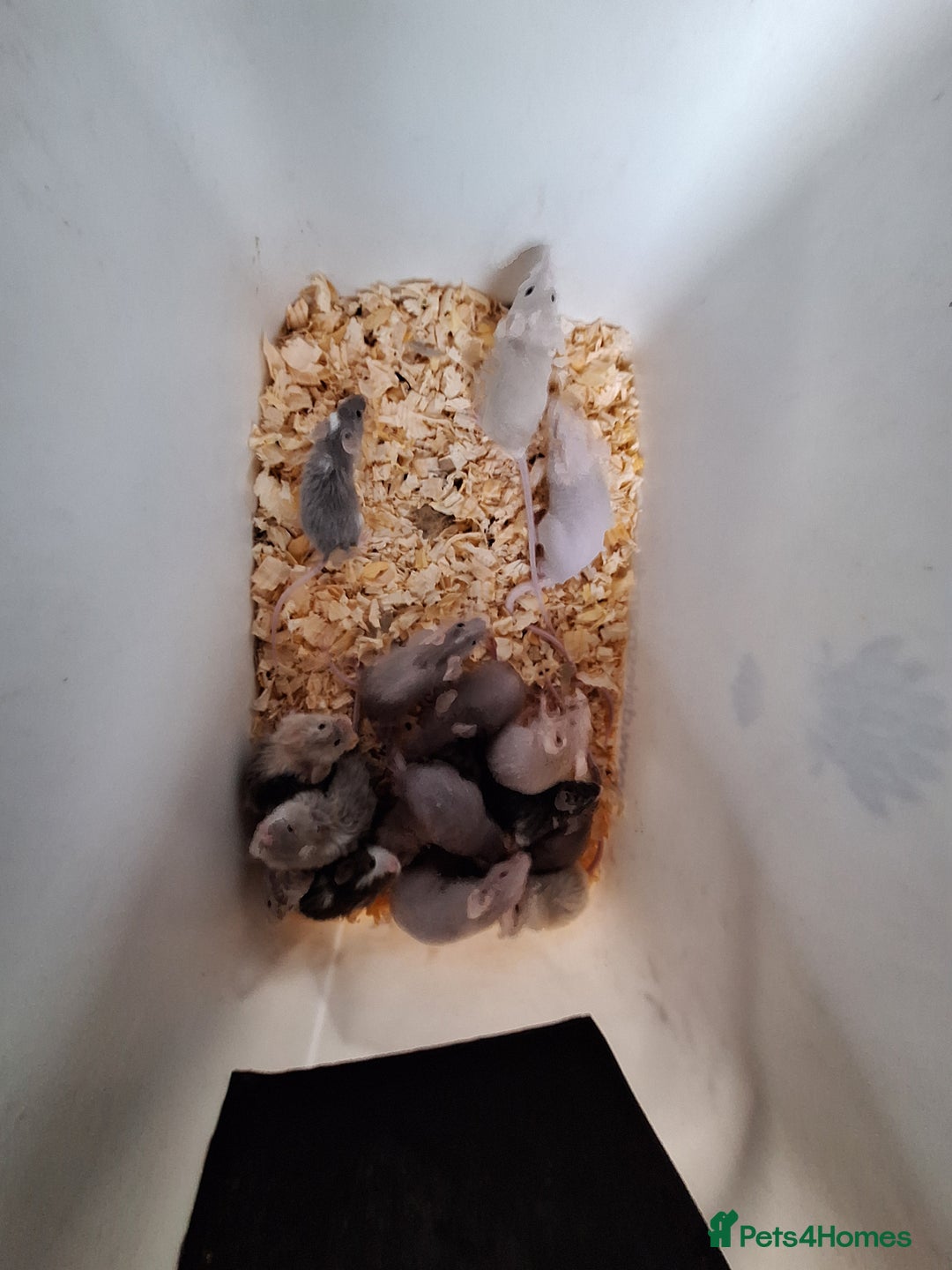 Mouse rodents for sale: Fancy pet mice for sale £8 each  - Advert 13