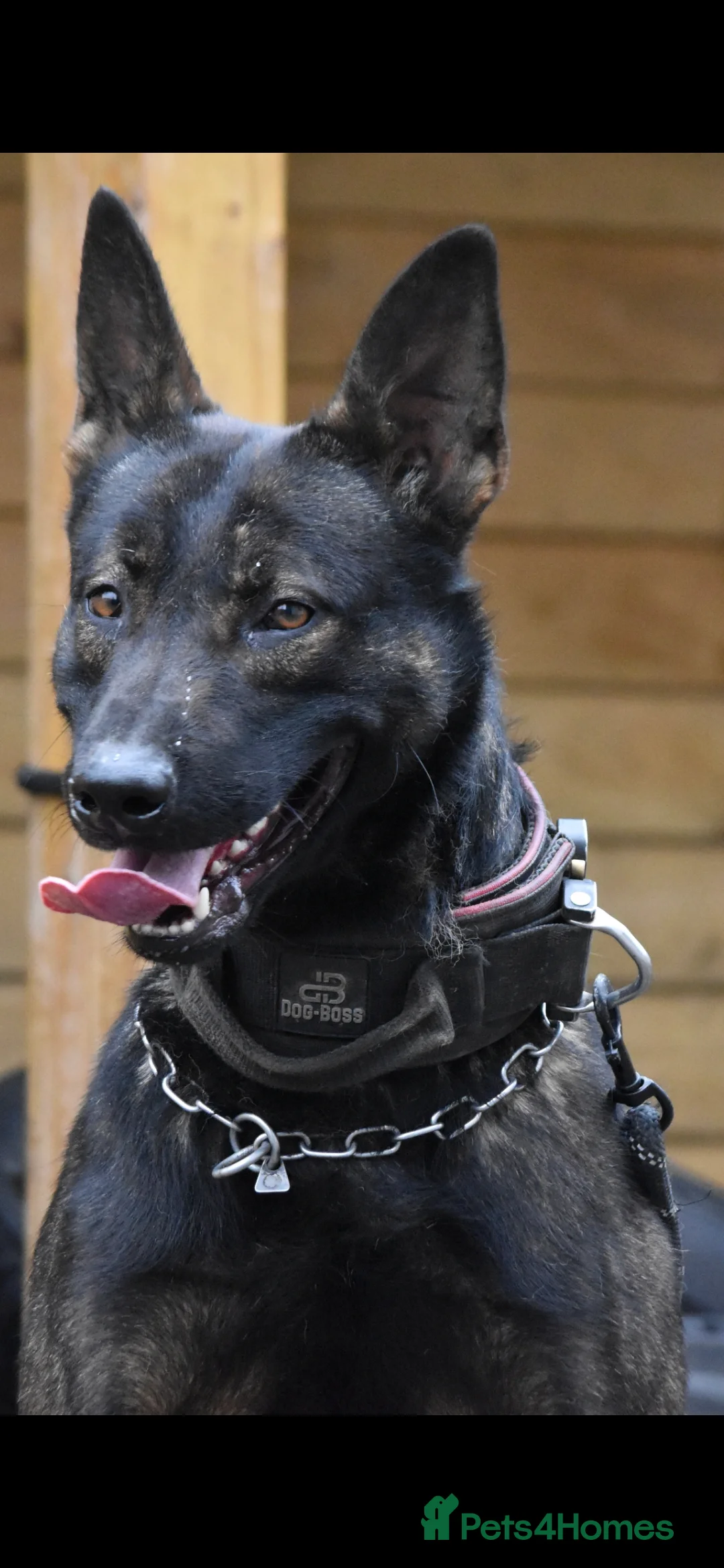 Belgian Shepherd Dog dogs for sale: Exclusive bloodlines  - Advert 27