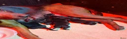 Chinese Red Dog dogs for sale: 4 Chinese red dog pubs ( AVAILABLE ) - Advert 4