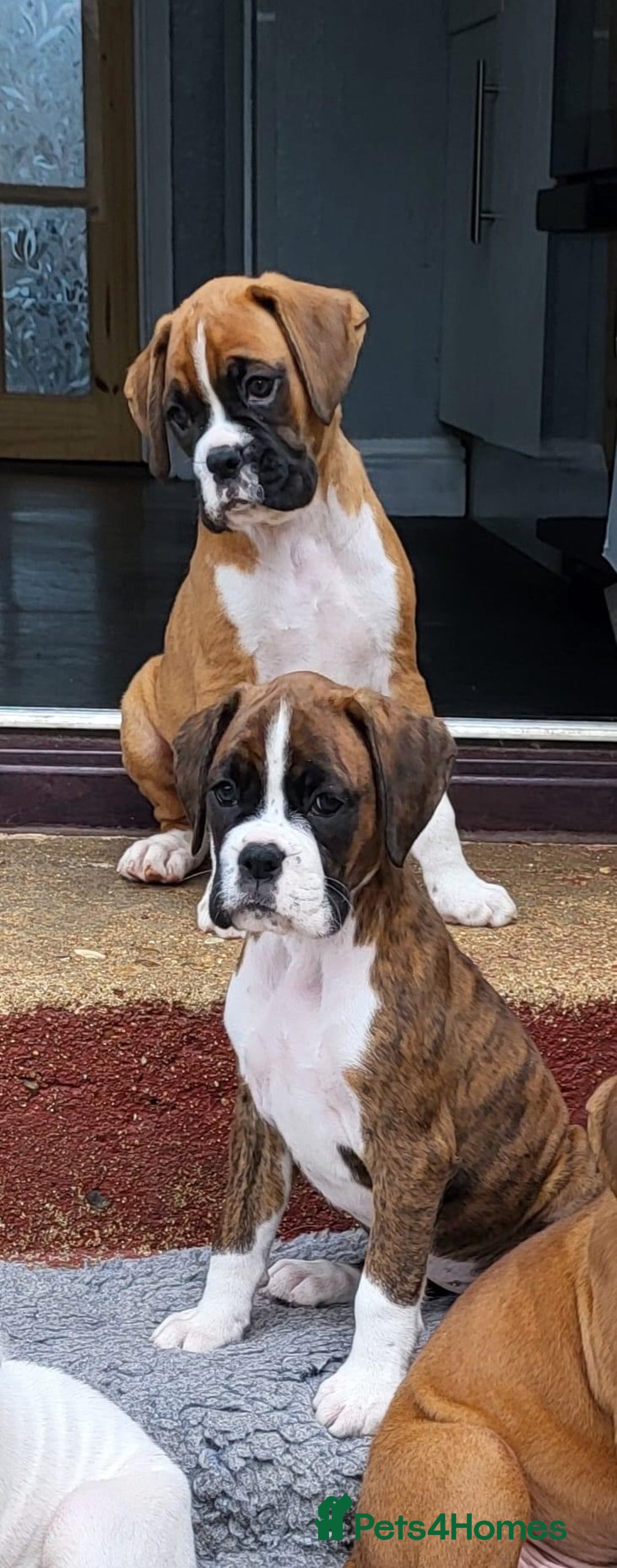 Boxer dogs for stud: Champion Boxer dog at Stud  - Image 9