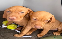 Hungarian Vizsla dogs for sale: Hungarian Vizsla Puppies For Sale - Image 5