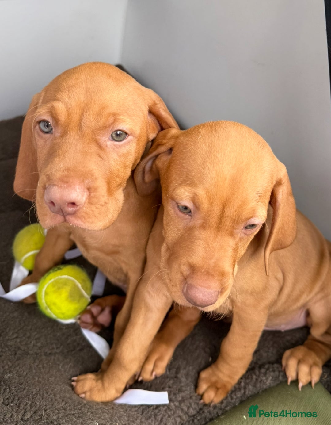 Hungarian Vizsla dogs for sale: Hungarian Vizsla Puppies For Sale - Image 5