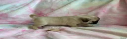 Pug dogs for sale: Beautiful pug puppies (4 males) available in Tiverton - Advert 4