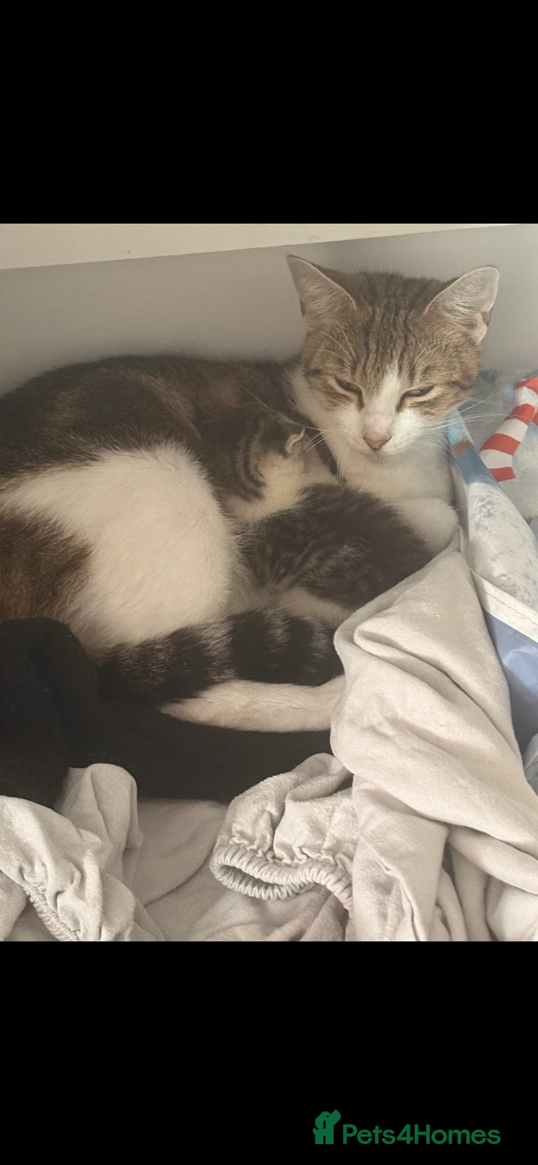 Mixed Breed cats for sale: Cat for sale in Cullompton - Advert 2