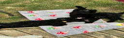 Standard Poodle dogs for sale: Standard poodle pups for sale  in Basildon - Advert 4