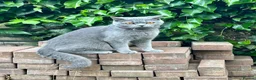 Mixed Breed cats for sale: Three Black British Shorthair Cross Kittens - Advert 9