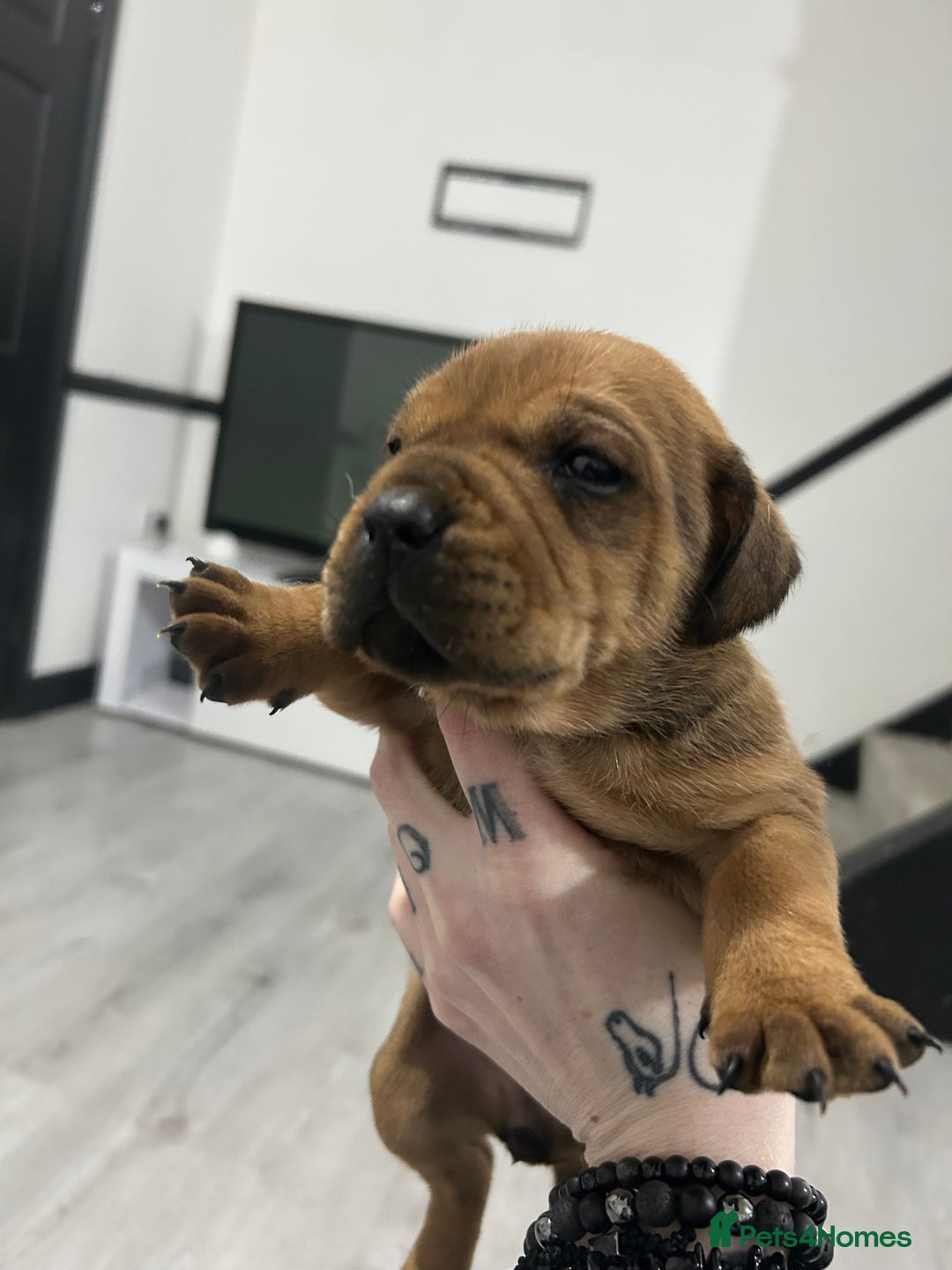 Mixed Breed dogs for sale: A beautiful litter of Rottweiler/staff/mastiffs - Advert 33