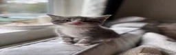 Domestic Shorthair cats for sale: Grey boy in Cambridge - Advert 4