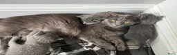 Russian Blue cats for sale: Russian blue kittens  - Advert 13