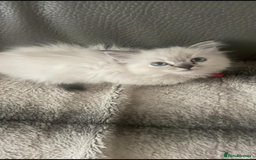 Ragdoll cats for sale: Last boy girl Hcm pkd so loving  playful cutie  - Image 37