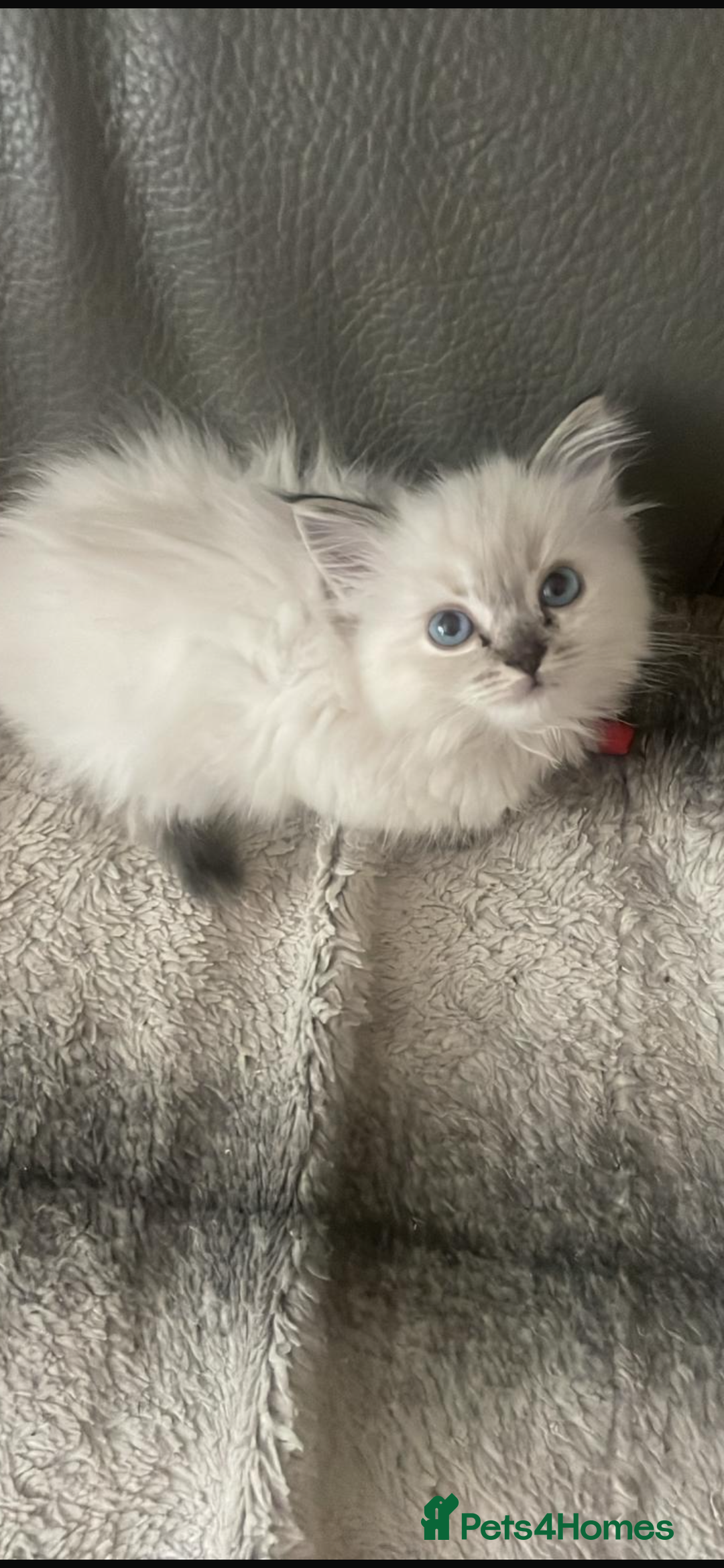 Ragdoll cats for sale: Last boy girl Hcm pkd so loving  playful cutie  - Image 37