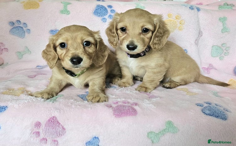 Miniature Dachshund dogs in Peterborough - Advert 2