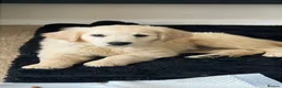 Golden Retriever dogs for sale: Beautiful golden babies  - Advert 7