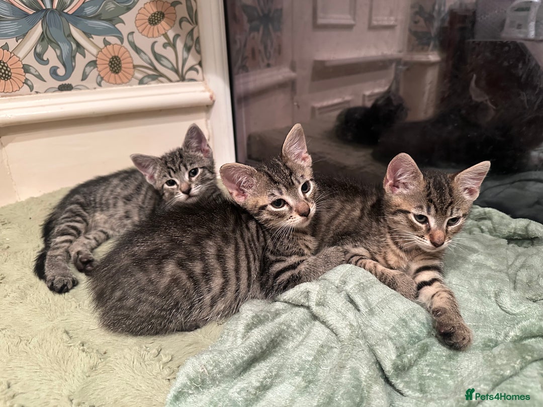 Mixed Breed cats for sale: British short haired Cross - Advert 5