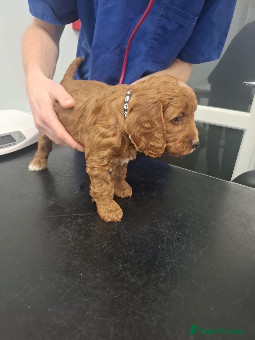 Cockapoo dogs for sale: Red cockerpoo pups  - Advert 5