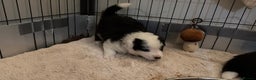 Border Collie dogs for sale: Stunning puppies from international champion line. - Advert 7
