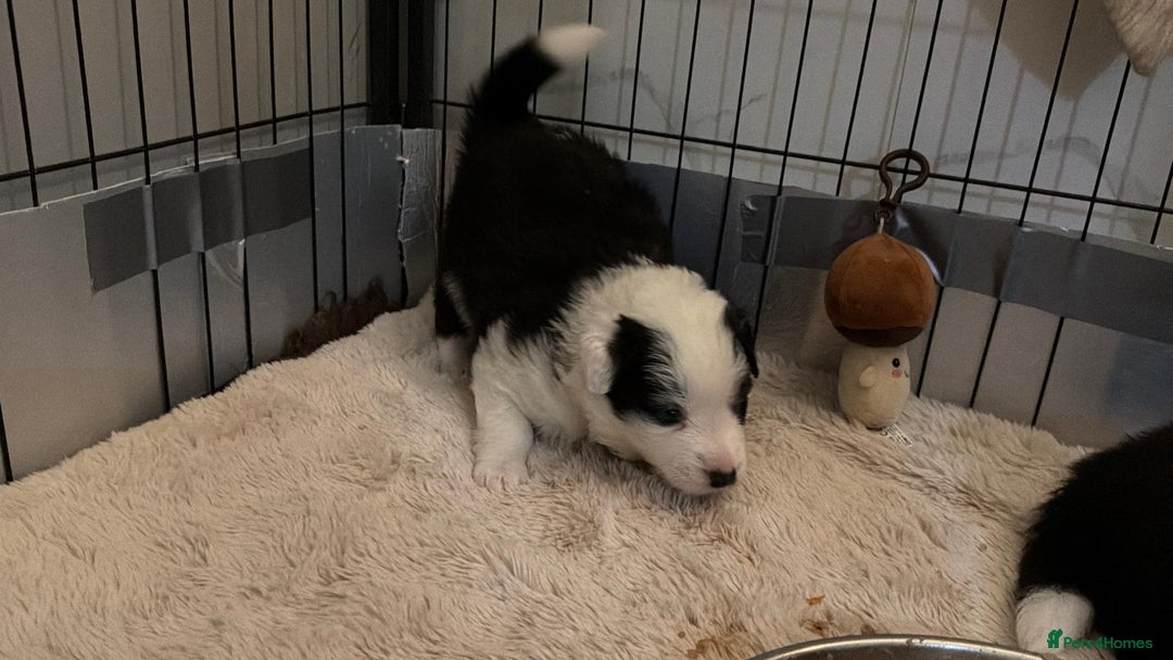 Border Collie dogs for sale: Stunning puppies from international champion line. - Advert 7