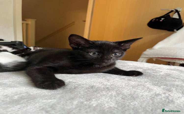 Mixed Breed cats - Advert 19