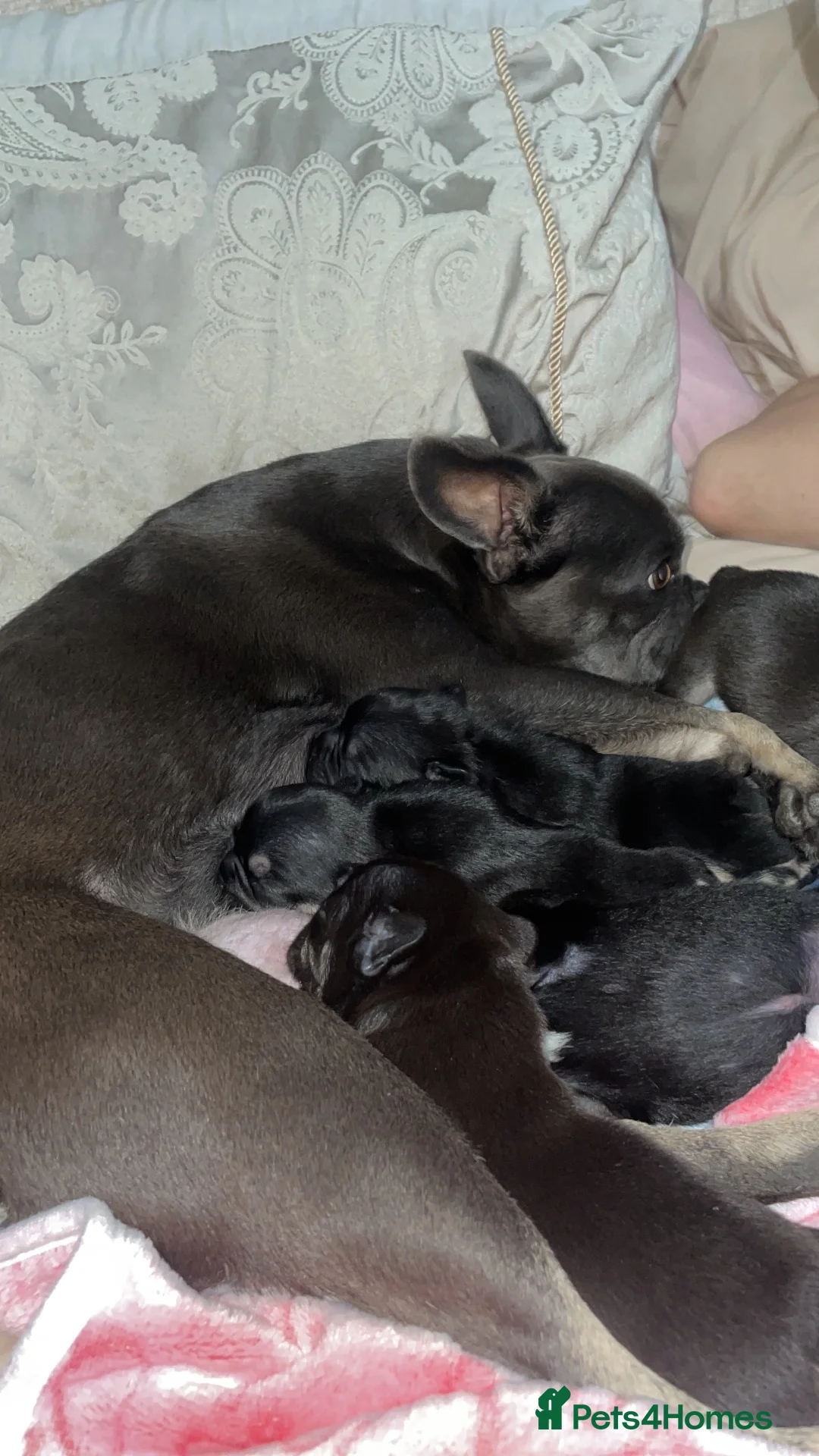 French Bulldog dogs for sale: Beautiful French bulldog puppies for sale  - Advert 2