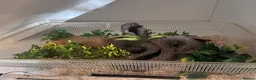 Snake reptiles for sale: Male Western Hognose for sale  - Advert 2