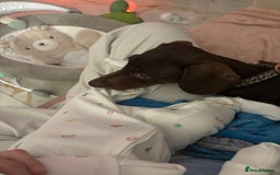 Miniature Dachshund dogs for sale: FOR SALE *Miniature dachshund puppies*  - Image 17