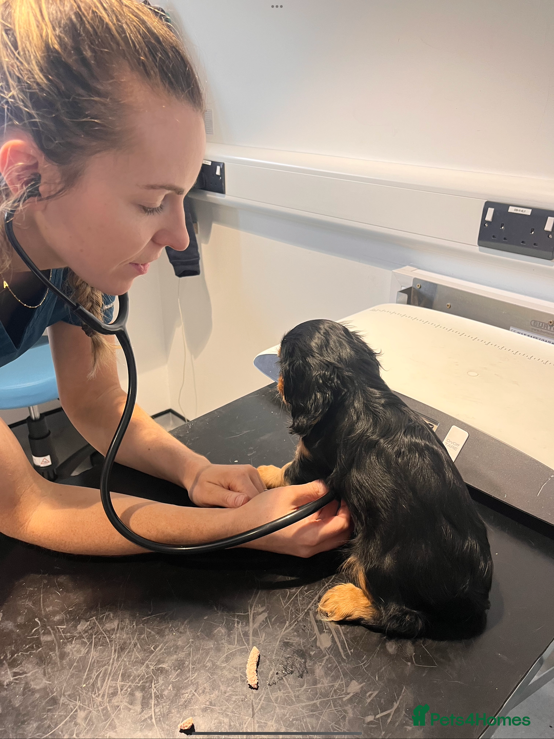 Cavalier King Charles Spaniel dogs for sale: Confident female cavalier - Advert 14