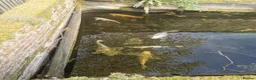 Koi Carp fish for sale: Koi various Sizes in Liss - Advert 5