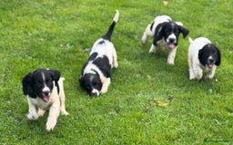 English Springer Spaniel dogs for sale: KC Calm English Springer Spaniel Puppies - Image 7