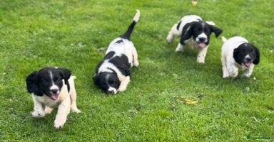 English Springer Spaniel dogs - Advert 3