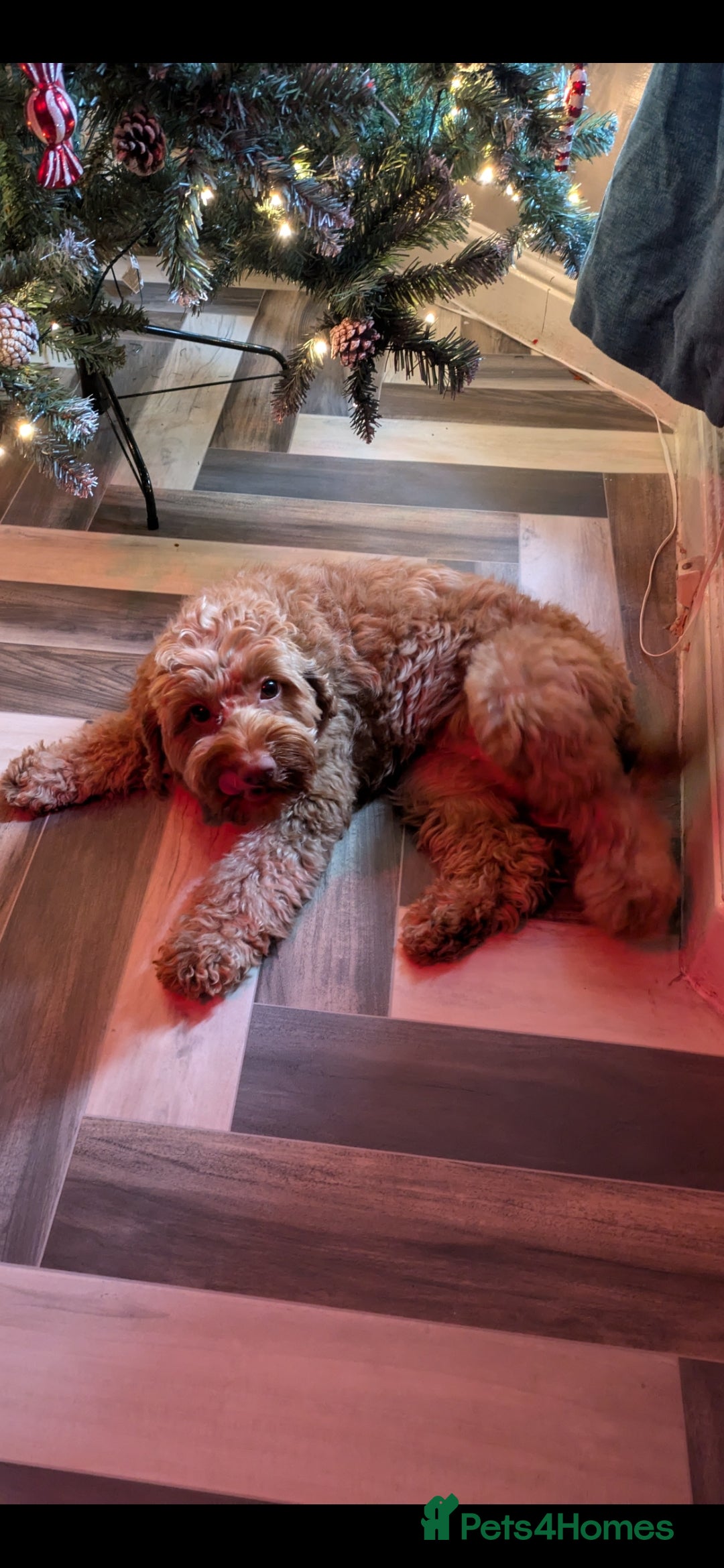 Cockapoo dogs for sale: F2 cockapoo puppies - Image 15