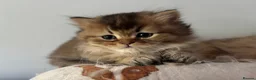 British Longhair cats for sale: Golden Tipped British Longhair/Shorthair Kittens in Okehampton - Advert 11