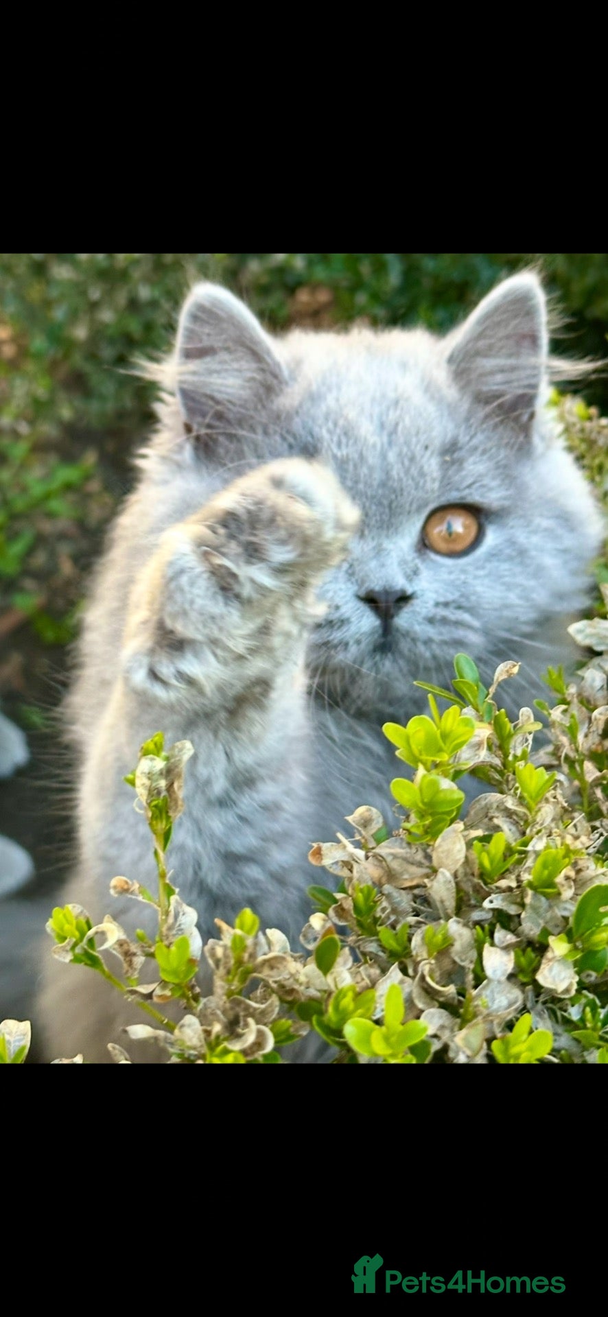 British Shorthair cats Two Remaining!  - Advert 2