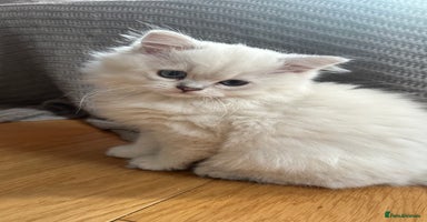 British Longhair cats - Advert 4